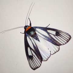 Macrobrochis prasena