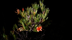 Lambertia multiflora