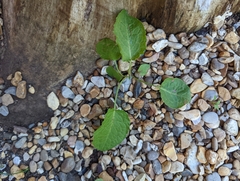 Rumex obtusifolius obtusifolius