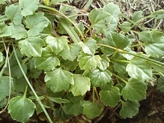 Campanula cochleariifolia