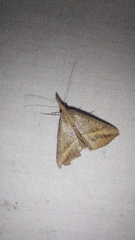 Trigonistis asthenopa