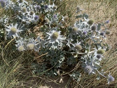 Eryngium maritimum