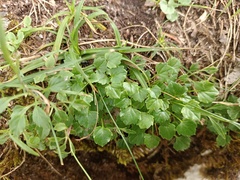 Campanula cochleariifolia