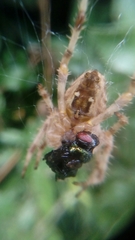 Araneus diadematus