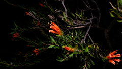 Lambertia multiflora