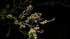 Leptospermum oligandrum