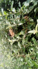 Araneus diadematus