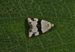 Maliattha ruptifascia
