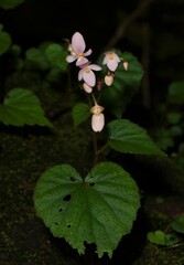Begonia crenata