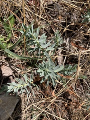 Euphorbia barrelieri