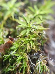 Trichostomum brachydontium