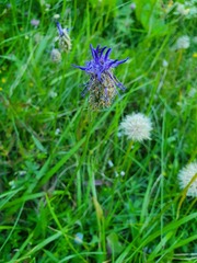 Phyteuma betonicifolium