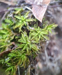Trichostomum brachydontium