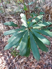 Banksia paludosa