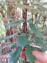Banksia paludosa