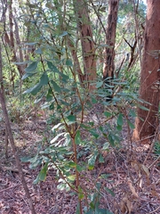 Banksia paludosa