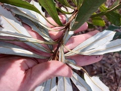 Banksia paludosa