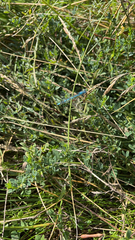 Enallagma cyathigerum