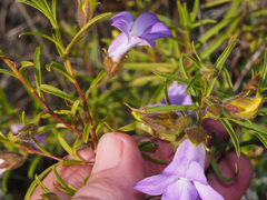 Eremophila gilesii
