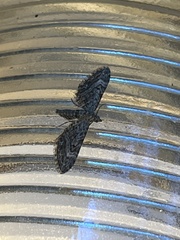 Eupithecia pusillata