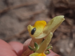 Brachypterolus