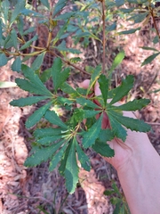Banksia paludosa