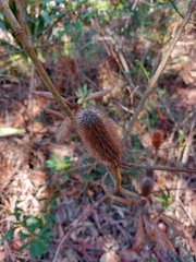 Banksia paludosa