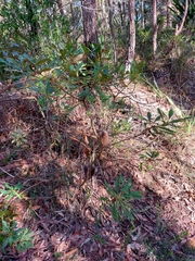 Banksia paludosa