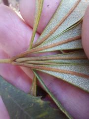 Banksia paludosa