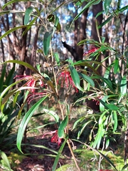 Grevillea oleoides