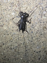Mastigoproctus giganteus