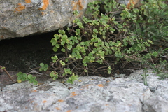 Aeollanthus parvifolius