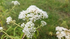 Austroeupatorium