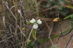 Isoglossa ovata