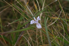 Moraea elliotii