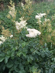 Filipendula ulmaria