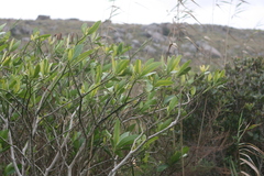 Voacanga thouarsii