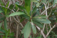 Voacanga thouarsii