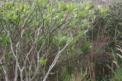 Voacanga thouarsii