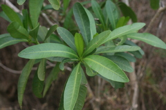 Voacanga thouarsii