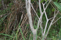 Voacanga thouarsii