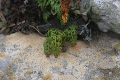 Davallia chaerophylloides