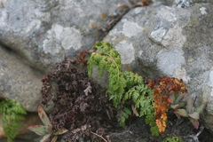 Davallia chaerophylloides