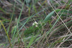 Struthiola pondoensis