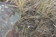 Genlisea hispidula