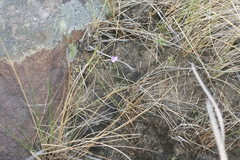 Genlisea hispidula