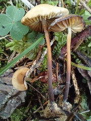 Marasmius torquescens