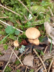 Marasmius torquescens