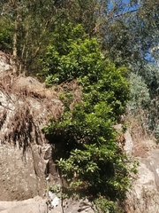 Laurus novocanariensis