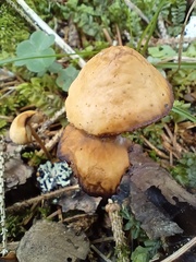 Marasmius torquescens
